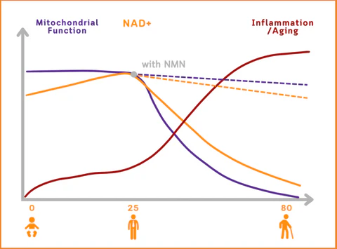 Bee Venom NMN Natural Repair Vaginal Capsules💗[Regulates hormone imbalance, obesity, acne, uterine fibroids and vaginal diseases]